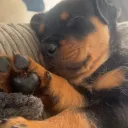 dryticklycough