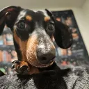 gabetheimmortal