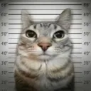 zaye_king7_56235 avatar