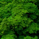 gusztikaa