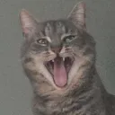 geeki
