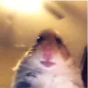pooploopsoup