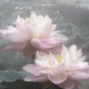 avatar honey ୨ৎ
