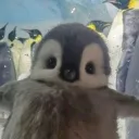 Аватар pelmenmurnudef2.0_08600