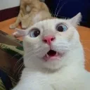 nachito1230296 avatar