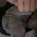 riodidjenerio avatar