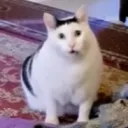 inghy