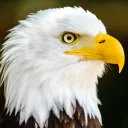 eagleking_aa