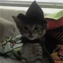 mewhycat