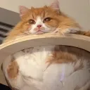 miredoracle