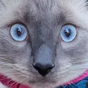 frostique