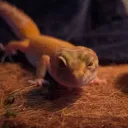 daepikgecko