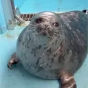 Аватар dundukfunduk