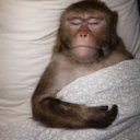 Profilbild för Seki