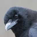 brylon