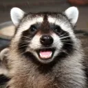 livelyraccoon