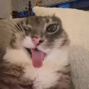 tumami1234567 avatar