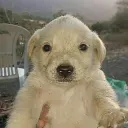 matiaselmascapito0156 avatar