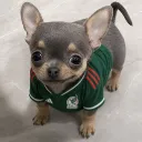 ElperritoElegante