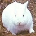 direrabbit