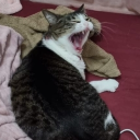 valadrones#4246's avatar