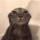 imbobocat
