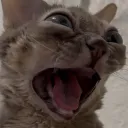 mjork