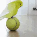 parrotonaball