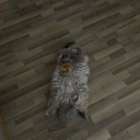 jagotram_38543