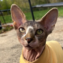 avatar Soul_Dementor