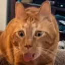 distractingcat