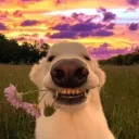 leotheliononvr avatar