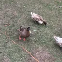 mathpond