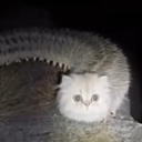 hunterhamster88