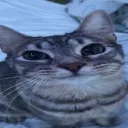 dark_cat_dev