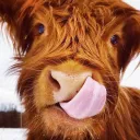 cow.name