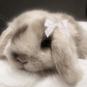 tuffboiiiii6854_99503#0