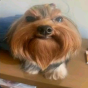 avatar Bartholomew Dingle