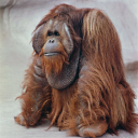 avatar Orangutan