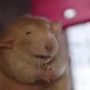 nicolas5diasreal avatar