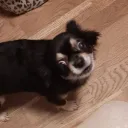 Аватар pacik228