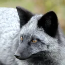 silvercanidae avatar