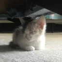 waffleofficial_fr avatar