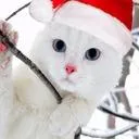 snowcat.