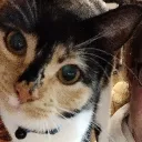 wingedcatgirl