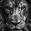 lionhyperion