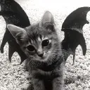 catisverycalmlookingatstars