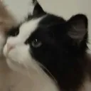 inaimm_