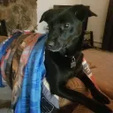 abigdogs