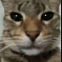 gatoserio0568 avatar